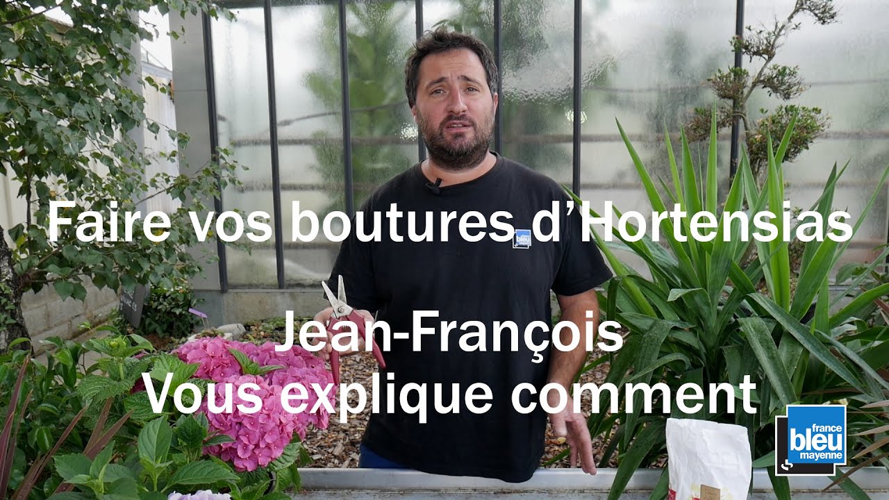 Bouturage Des Hortensias Youtube
