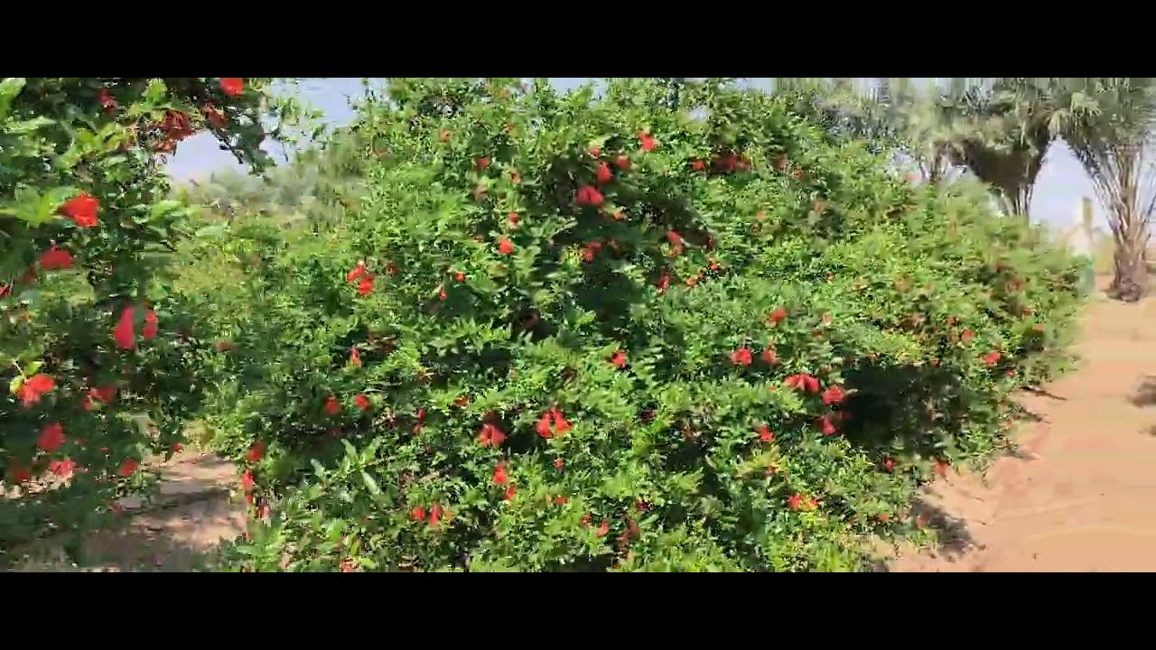 how-do-i-make-my-pomegranate-flower-better-by-aditya-singh-hi-tech