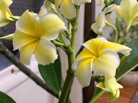 Video: Plumeria Bukas