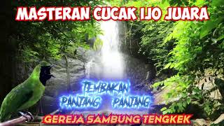 Masteran Cucak Ijo Gereja Sambung Tengkek