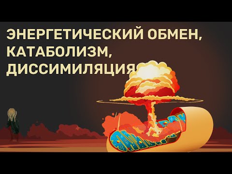 Катаболизм (клеточное дыхание, диссимиляция, энергетический обмен).