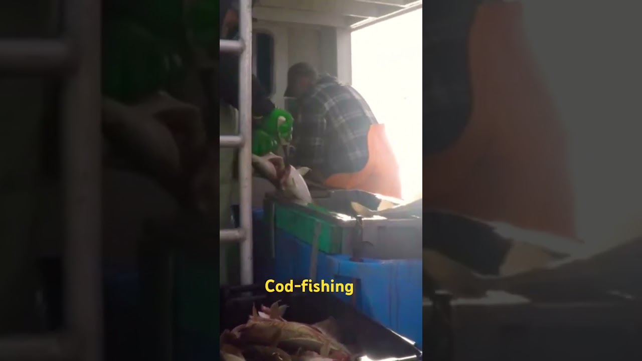 Cod fishing !! 