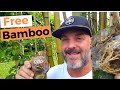 Propagate Bamboo by Air Layering: Easiest Method Ever!!!