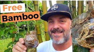 Propagate Bamboo by Air Layering: Easiest Method Ever!!!