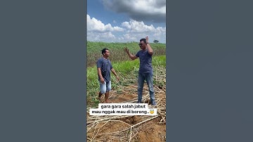 GARA GARA SALAH CABUT SINGKONG AKHIRNYA DIBORONG
