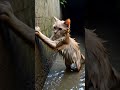 perjuangan si empus keluar dari got #catlove #cat