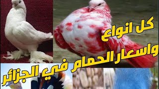 فلوق2/دهبنا الى سوق وهران لمعرفة اسعار وانواع حمام +وجدنا حمامة نادرة