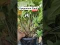 Syngonium Plant Care Air Purifying Indoor Plant  #Syngonium #IndoorPlant #Arrowhead #shortvideo