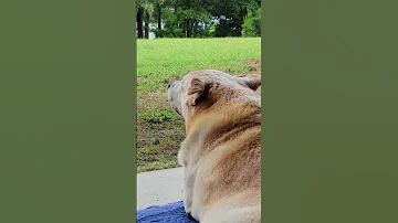 Simba Tellin Em 