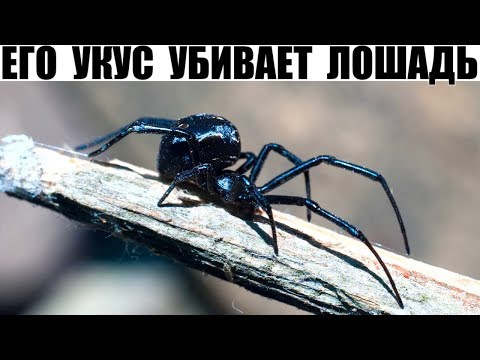 Самый ядовитый паук России и Украины!!