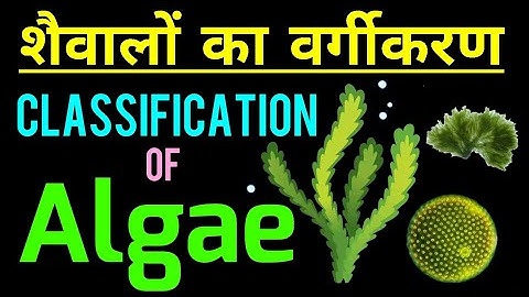 शैवालों का वर्गीकरण | Classification of Algae | Algae in hindi | Algae ka vargikaran | biology