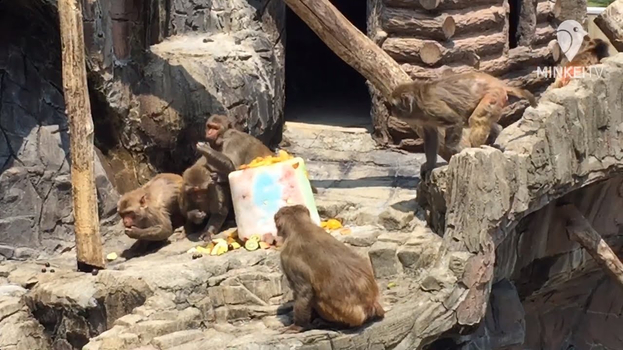 徳山動物園の猿山に 超ビッグサイズのかき氷 Youtube 徳山動物園の猿山に 超ビッグサイズのかき氷 Youtube