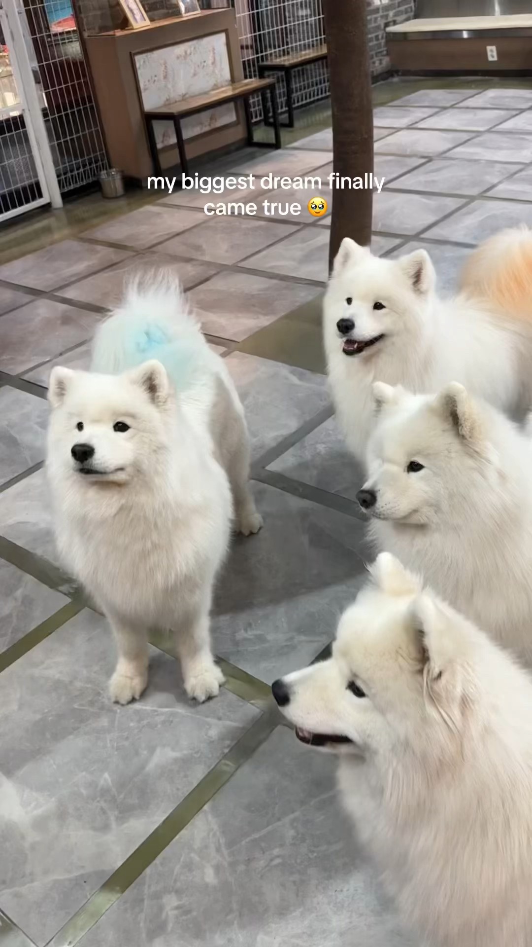 freckle seoul sinoon glowny samoyed フェケテ You NEED to visit this Samoyed Dog Café in Seoul 🇰🇷 #seoul