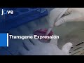 Ecdysone Receptor-based Singular Gene Switch for Transgene Expression | Protocol Preview