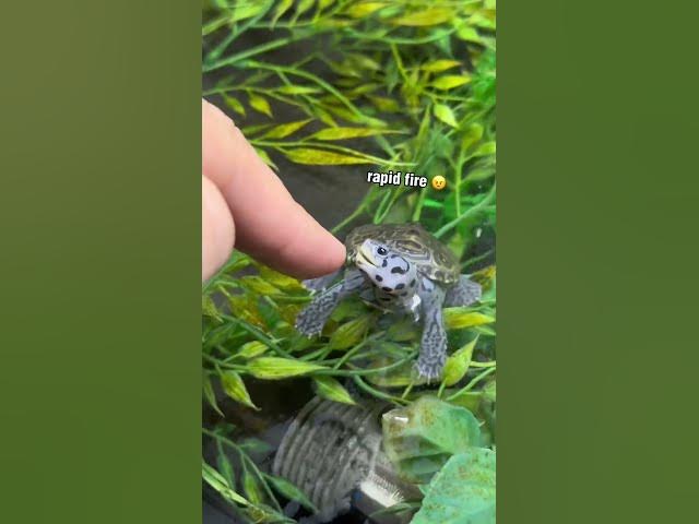 ADORABLE TINY TURTLE Bites MY FINGER! 🥰🐢 #turtles #cute