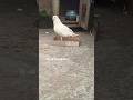 Hai falyer pigeon 🕊️ @ uk birds 677 #pigeon #kabootar#pigeon #shortsfeed