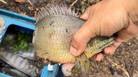 Tập 366 - Gặp Hàng Khủng Cở Này Sao Mà Không Mê Đi Câu Cho Được | Câu Cá Rô Đồng | MQTG