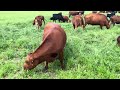 When to return to a paddock while rotationally grazing a cowcalf herd