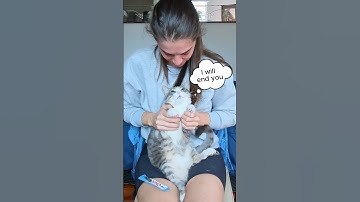 Trimming Your Cat’s Nails is EASY #catshorts