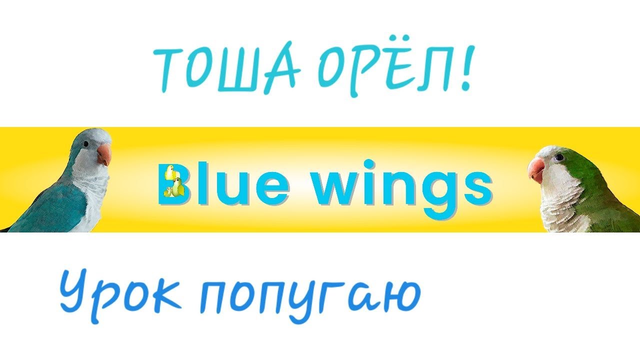 Учимся говорить попугая. Попугай говорит Тоша хороший волнистый. Тоши Орел. Как обучить попугая к своему имени.