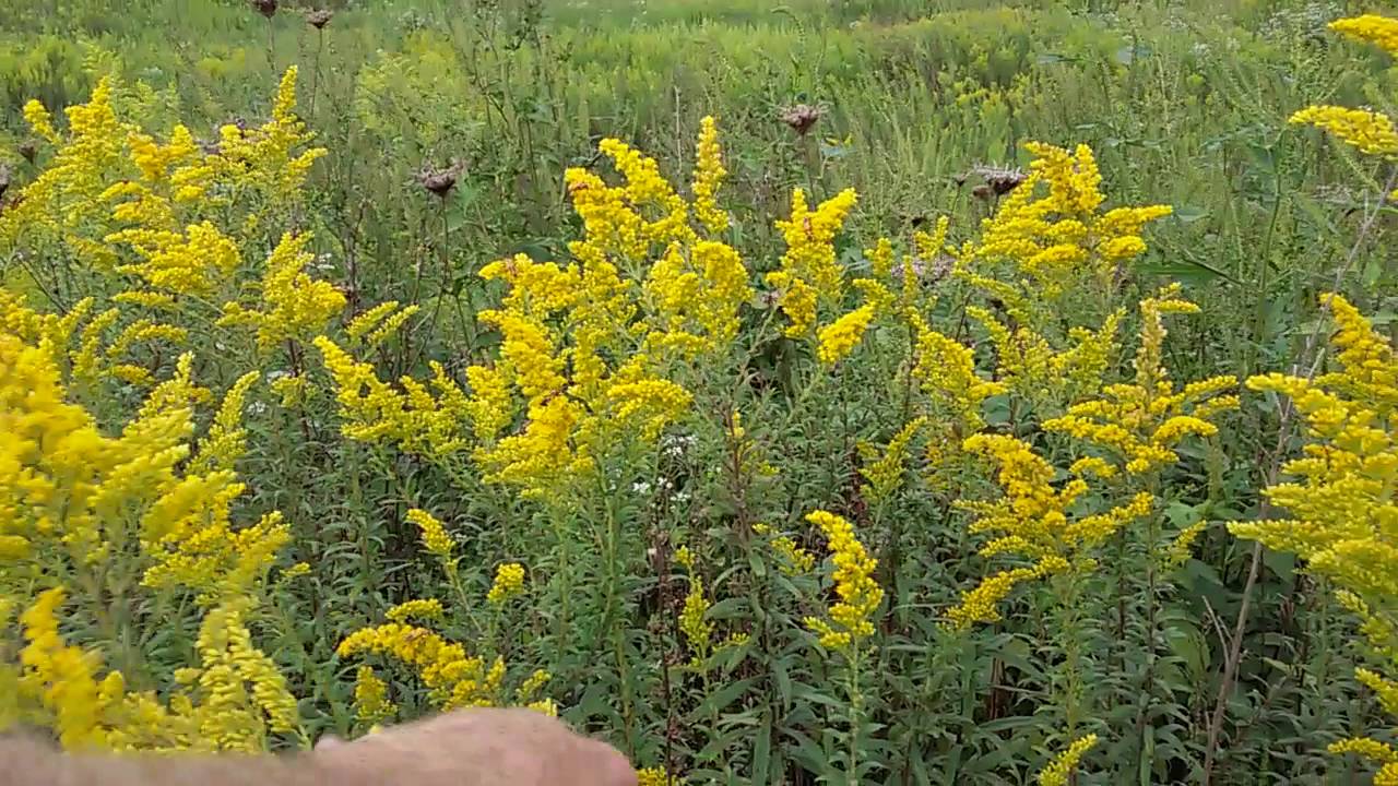 Golden Rod Prairie Goldenrod /Missouri Goldenrod 3 9.3.2016 YouTube