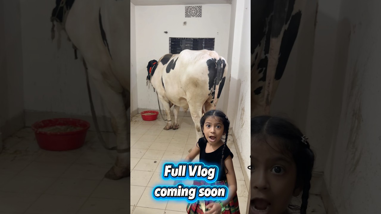 Faith. Sacrifice. Gratitude.🌙That’s the beauty of Eid ul Adha 🐄#eiduladha #cows #eidmubarak #short