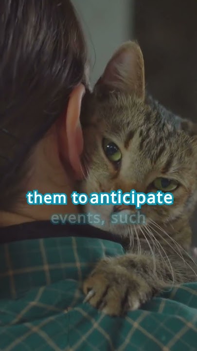 How Do CATS Know WHAT TIME It Is cats cat catcuriosity catfacts steve-harvey-on-what-inspired-his-health-journey-steveharvey-tv-host