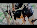 cow mating video _ animal crossing video 2023- cow videos _ Cow crossing video part 2