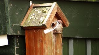 Ringmus, Burung-gereja erasia, in de knel/ دوري أوراسي, Ağaç serçesi, Eurasian tree sparrow stuck