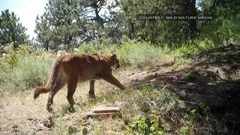 He was licked by a mountain lion, and instead of getting scared, he was fascinated - DayDayNews