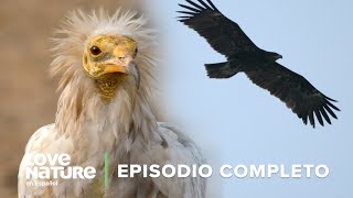 ¿Cómo SOBREVIVEN estas aves a TEMPERATURAS EXTREMAS? | Infierno Árabe Ep104 | Love Nature