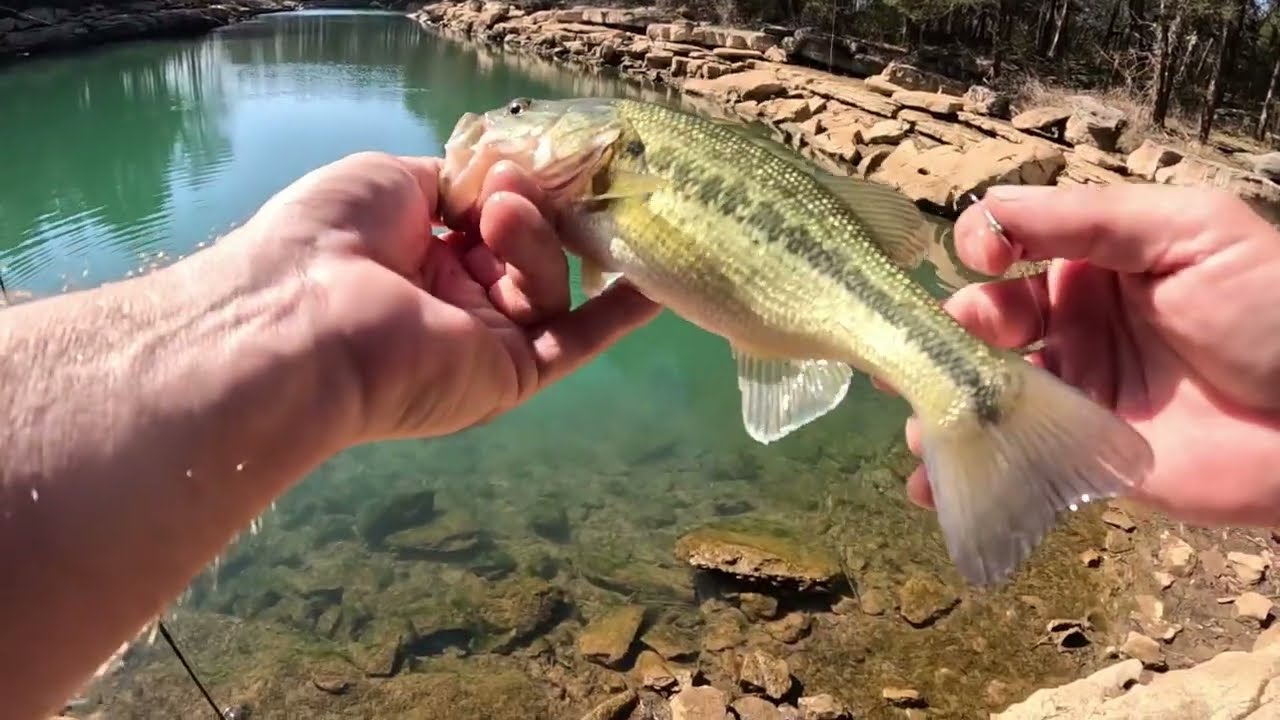 PERCY PRIEST, 6 SPECIES, SIGHTFISHING BASS!!