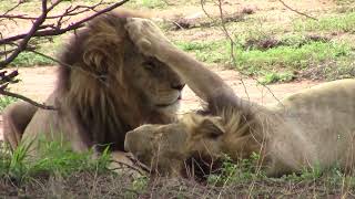 Male Lion Rests Paw On Brothers Head In Kruger