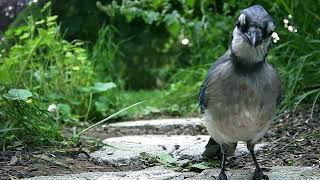 Baby #birds and opossum