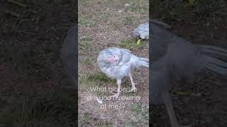 Curious Blue Slate Turkey