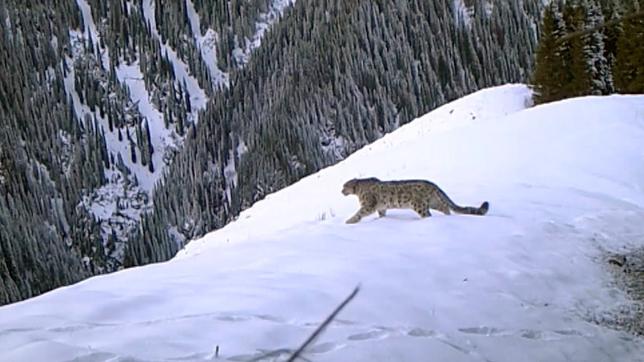 Rare footage of family of four snow leopards in NW China