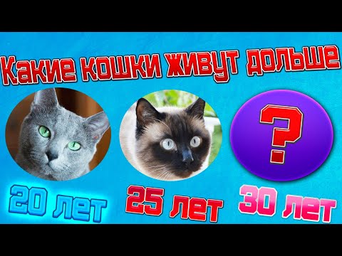 Какие кошки живут дольше  Кошки   долгожители