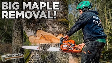 Removing a Big Maple Tree with No Cleanup!