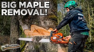 Removing a Big Maple Tree with No Cleanup!