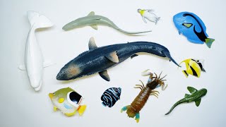 Collect 7 Sea Animals Clown Fish, Hammerhead Shark, Orca Whale, Hermit Crab, Goblin Shark, Sailfish