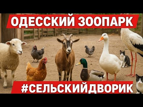 🐑🐓 Сельский дворик в Одесском зоопарке 🦆🐇 | Прямой эфир с животными!