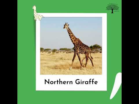 Giraffes – 4 Species Mnemonic  (RuN SaM!)