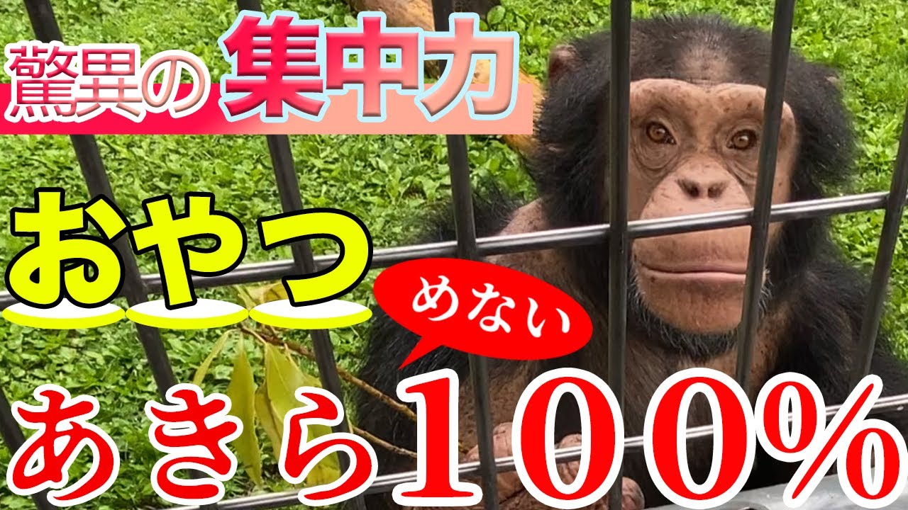 おやつはあきらめない】チンパンジーのお楽しみ：LIVE ZOO 通信 - YouTube