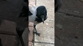 Mighty male crow Herz / Мощный самец #вороны