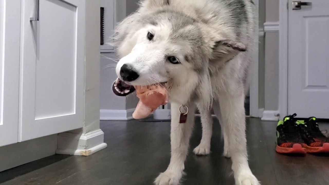 Stubborn husky is a picky eater ! - YouTube