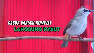 Suara Burung TRUCUKAN gacor ROPEL VARIASI NROTOK NGECUPLIK pancingan trucukan agar JADI trucuk GACOR