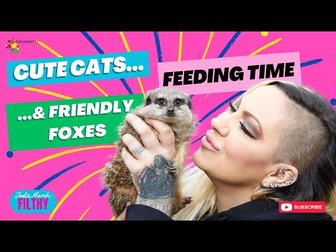 Cute Cats....Feeding Time....& Friendly Foxes - Filthy Ep 43