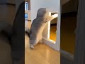#cat #funny #pets #cute #animals #catreacts #catvsdog #husky #funnycat #surprise