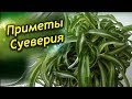 Приметы и суеверия связанные с Хлорофитумом!