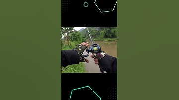 Lure cá lóc✅Báo cá rô phi✅ #caucaloc #cauca #caulure #fishing #moclure